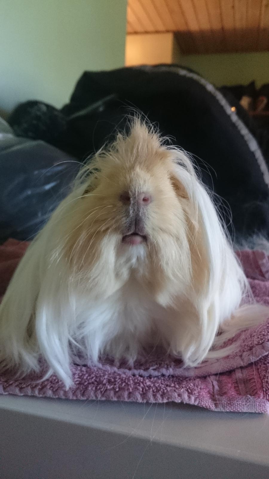 Marsvin Peruaner - Starlights Anton dine bukser er revnet billede 9