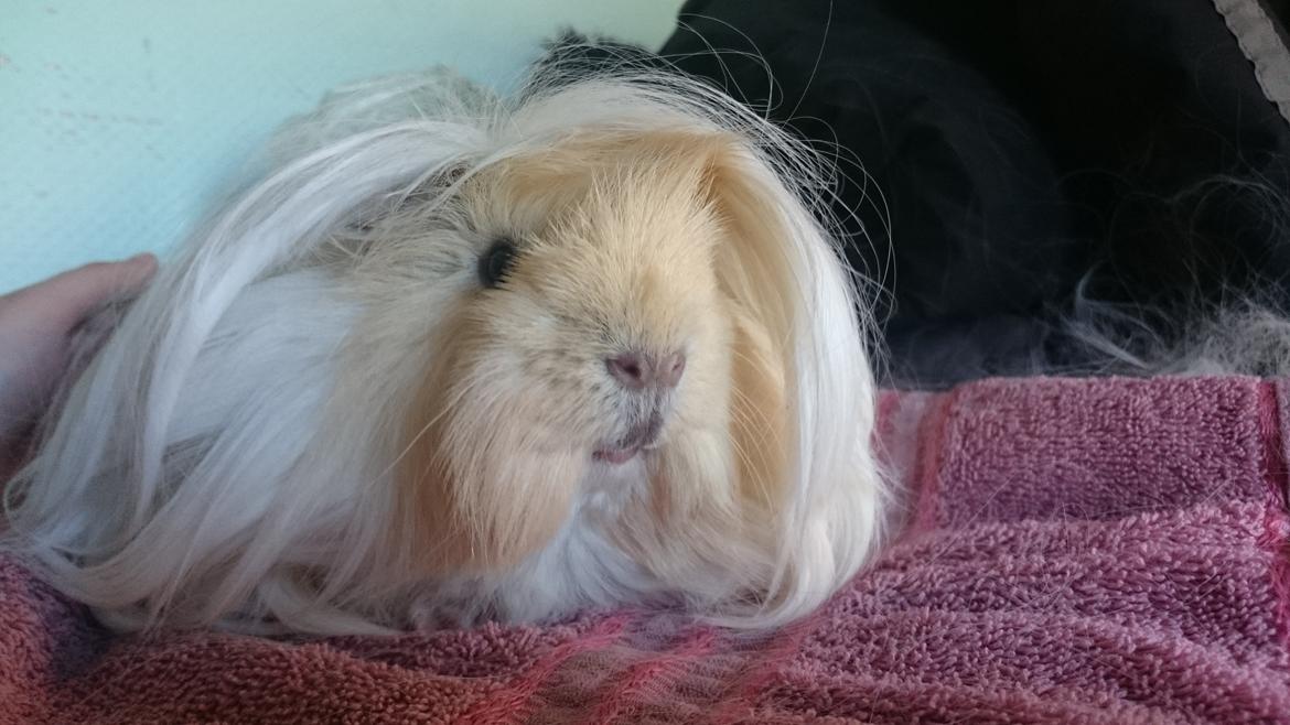 Marsvin Peruaner - Starlights Anton dine bukser er revnet billede 11