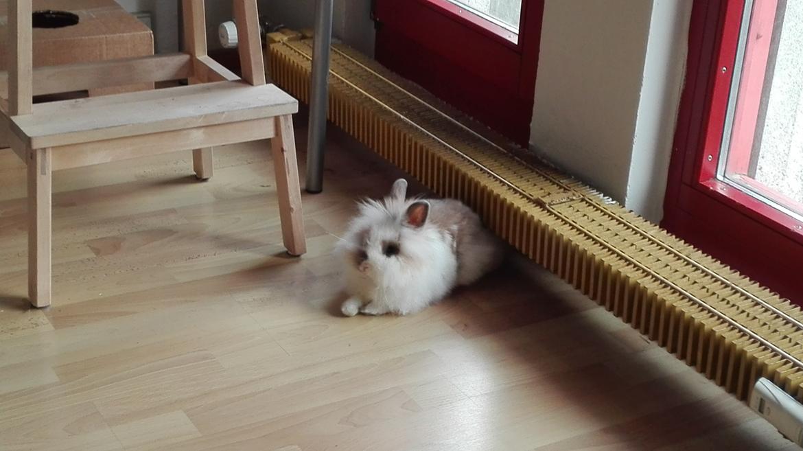 Kanin Percy billede 4