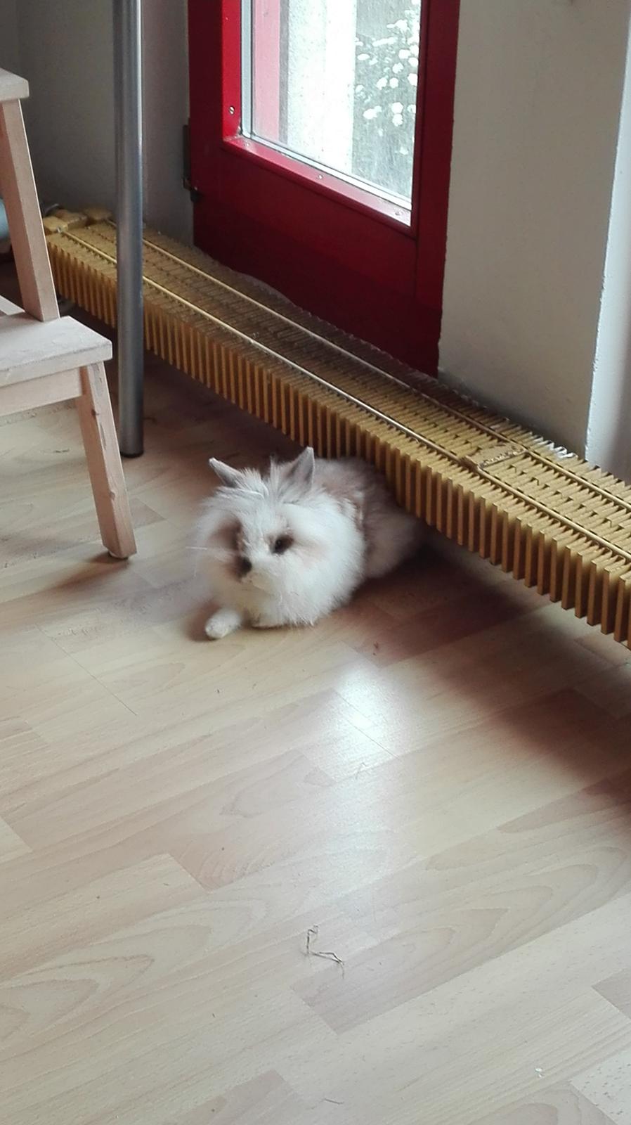 Kanin Percy billede 6