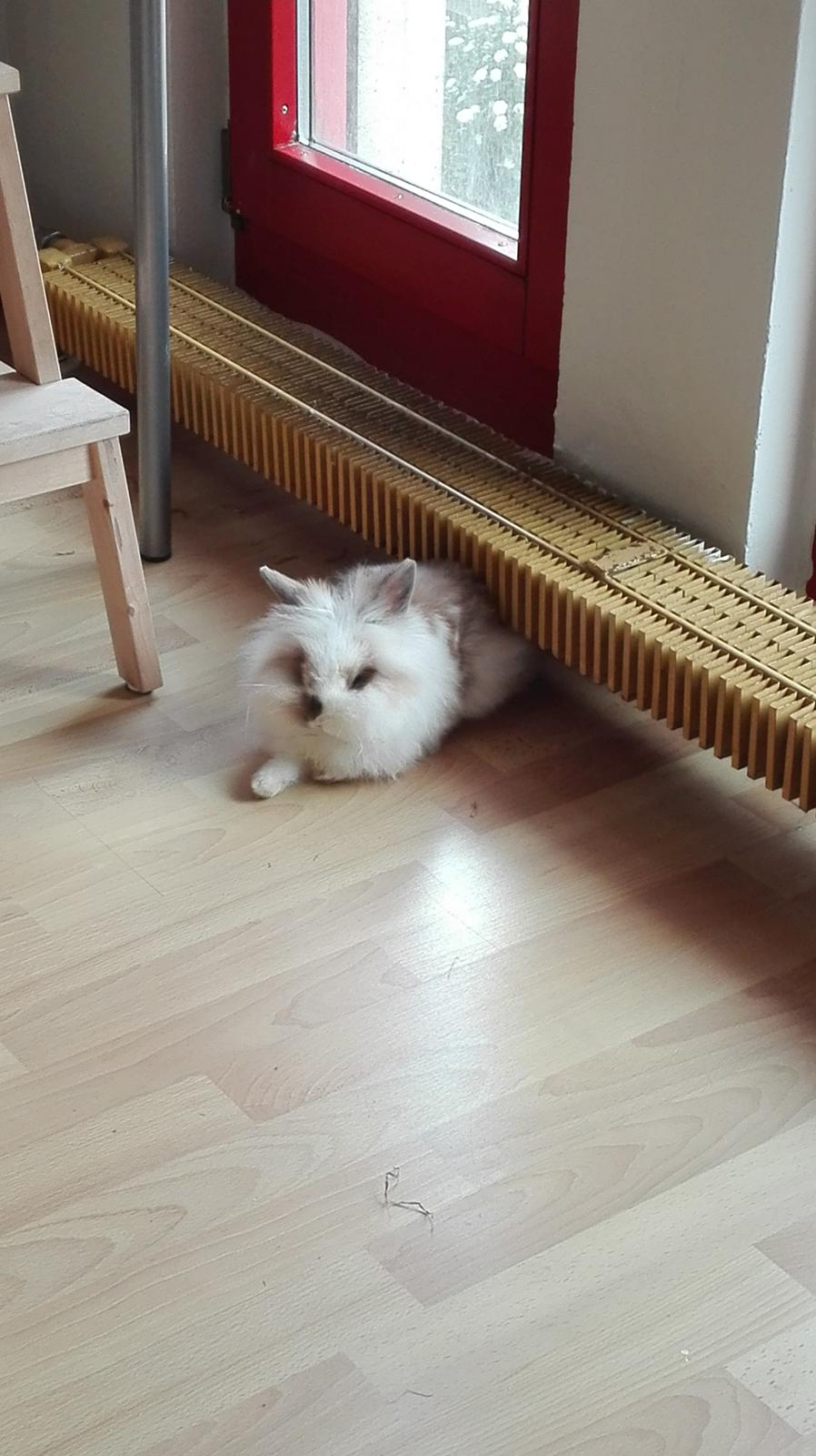 Kanin Percy billede 3