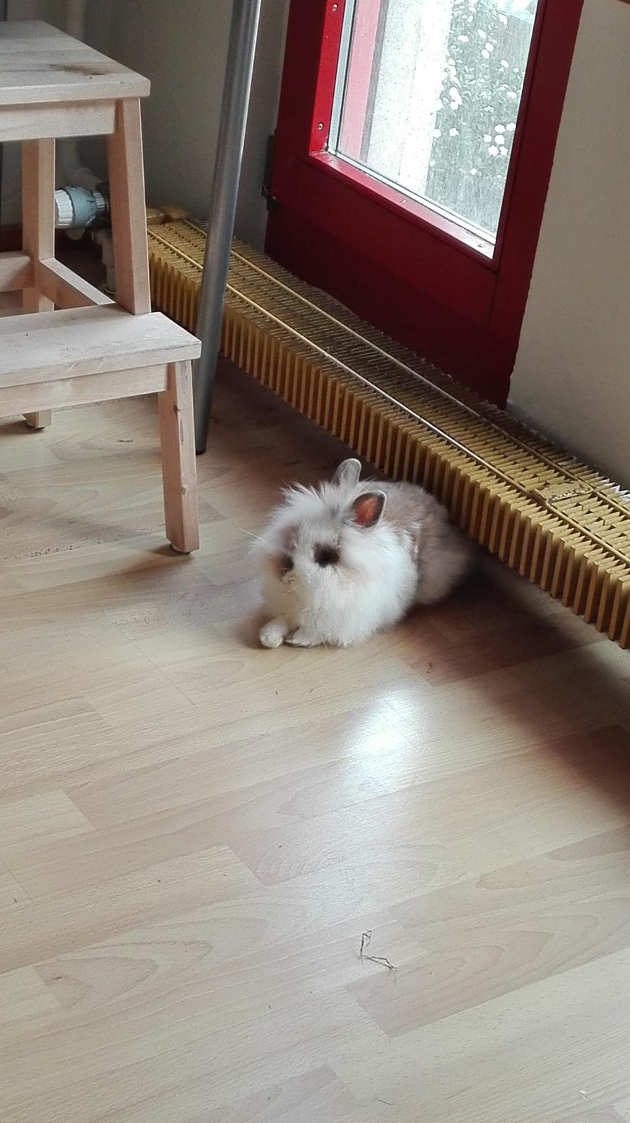 Kanin Percy billede 5