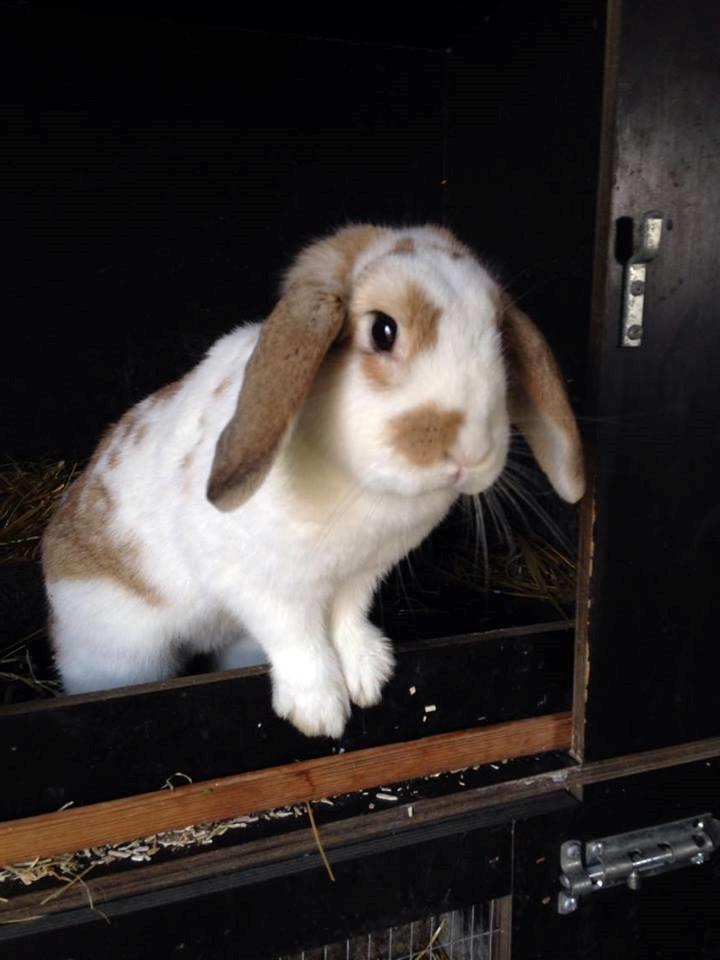 Kanin Bjørkvangs Miina billede 2