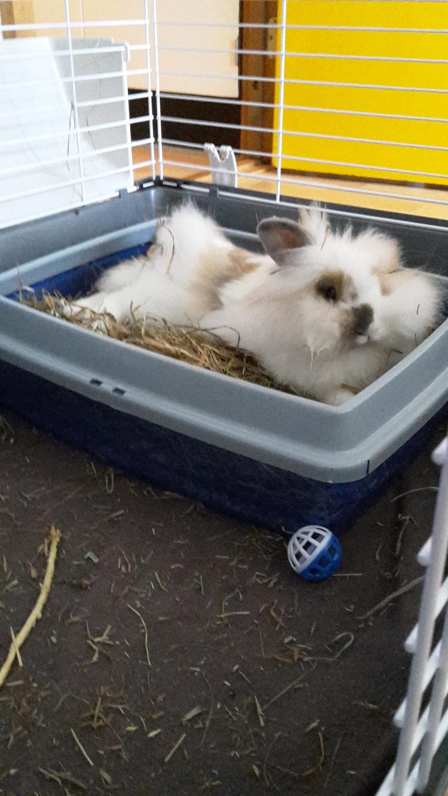 Kanin Percy billede 7