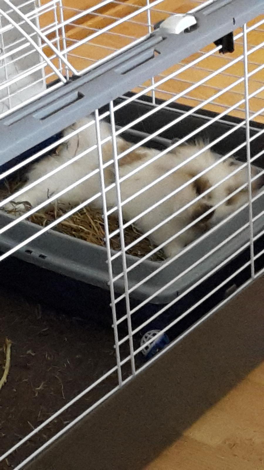 Kanin Percy billede 9