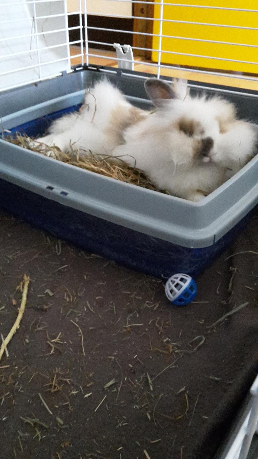 Kanin Percy billede 8