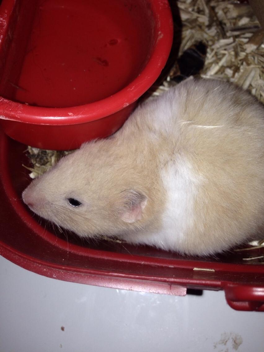 Hamster Tjalfe Hamtaro *RIP* billede 2