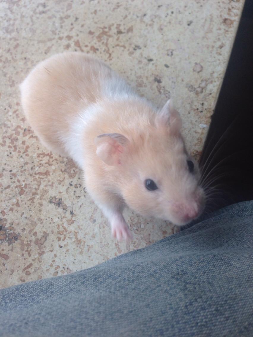 Hamster Tjalfe Hamtaro *RIP* billede 1