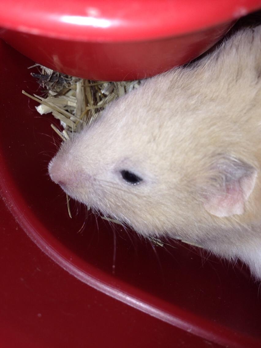 Hamster Tjalfe Hamtaro *RIP* billede 3