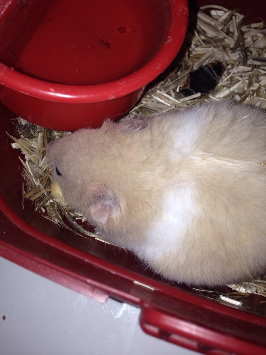 Hamster Tjalfe Hamtaro *RIP* billede 4