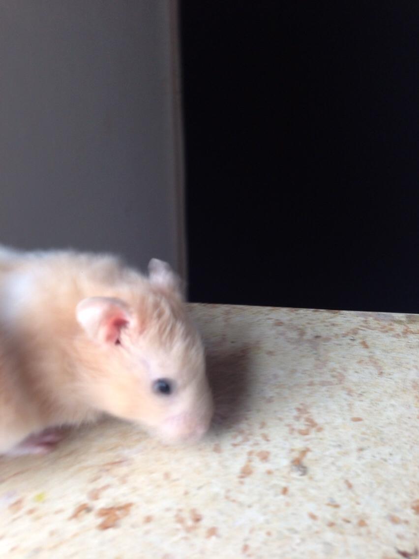Hamster Tjalfe Hamtaro *RIP* billede 5