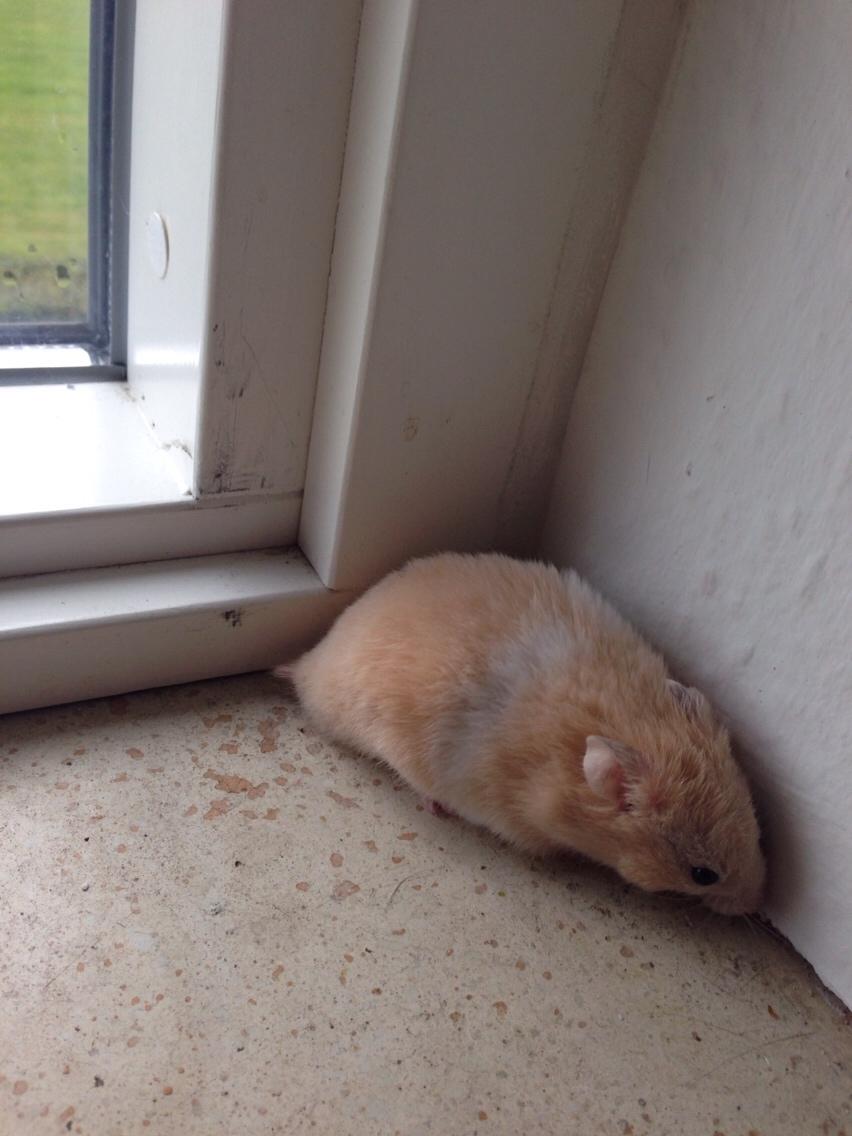 Hamster Tjalfe Hamtaro *RIP* billede 7