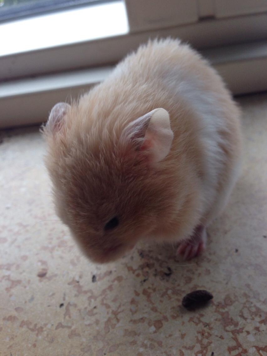 Hamster Tjalfe Hamtaro *RIP* billede 8