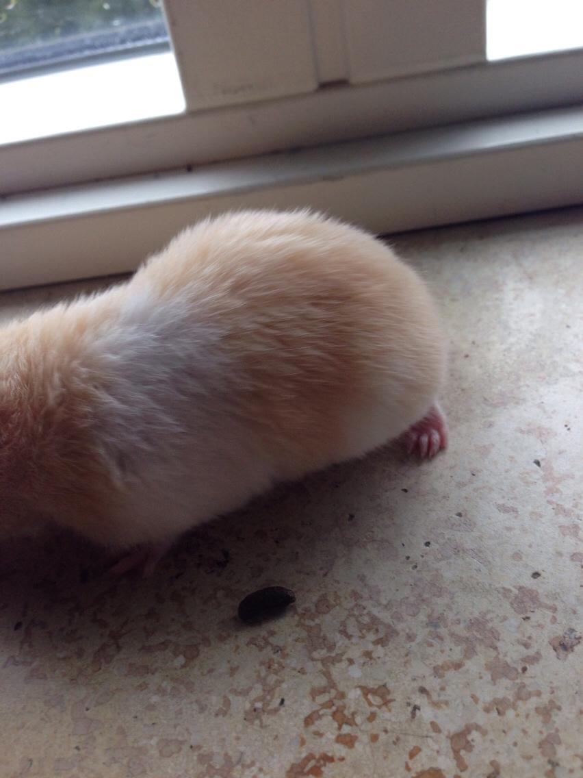 Hamster Tjalfe Hamtaro *RIP* billede 9