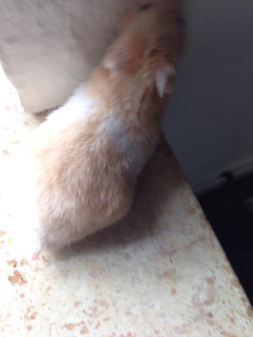 Hamster Tjalfe Hamtaro *RIP* billede 10