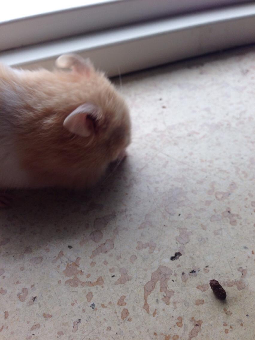 Hamster Tjalfe Hamtaro *RIP* billede 12