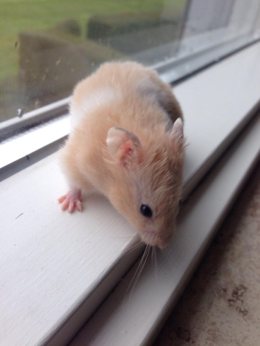 Hamster Tjalfe Hamtaro *RIP* billede 13