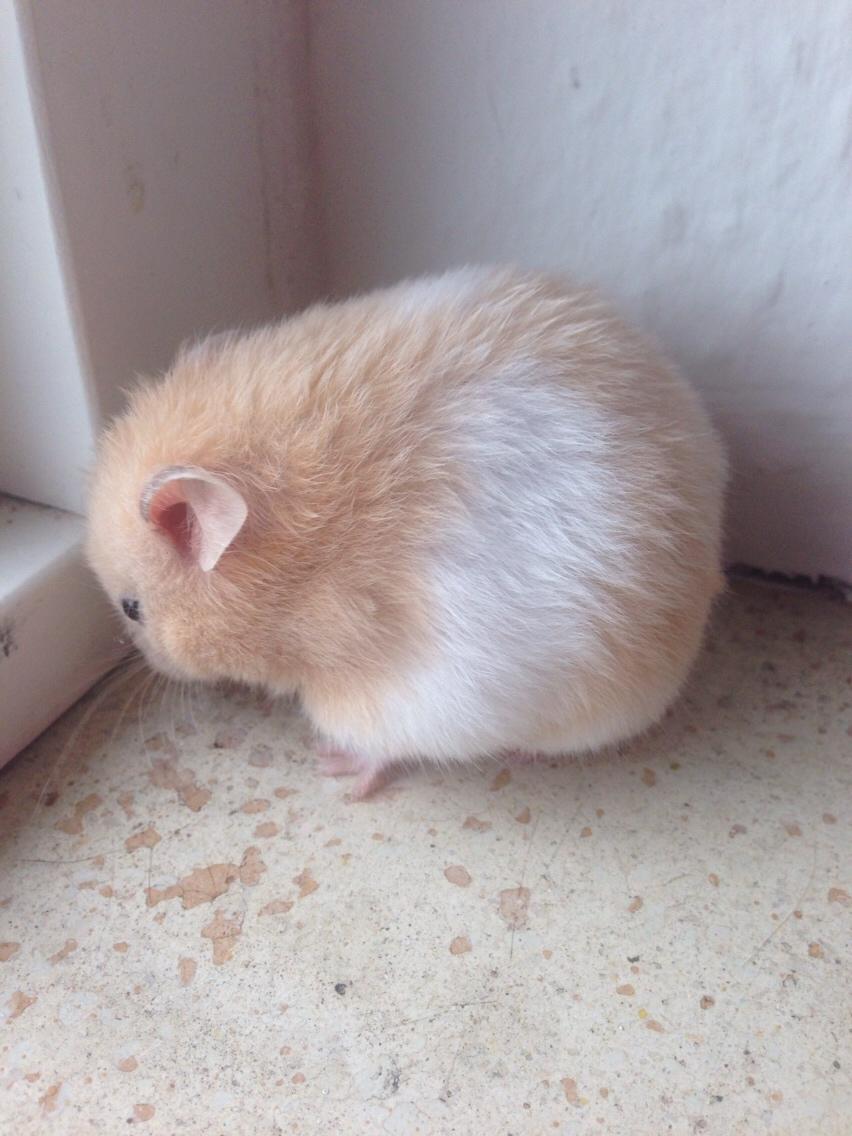 Hamster Tjalfe Hamtaro *RIP* billede 15