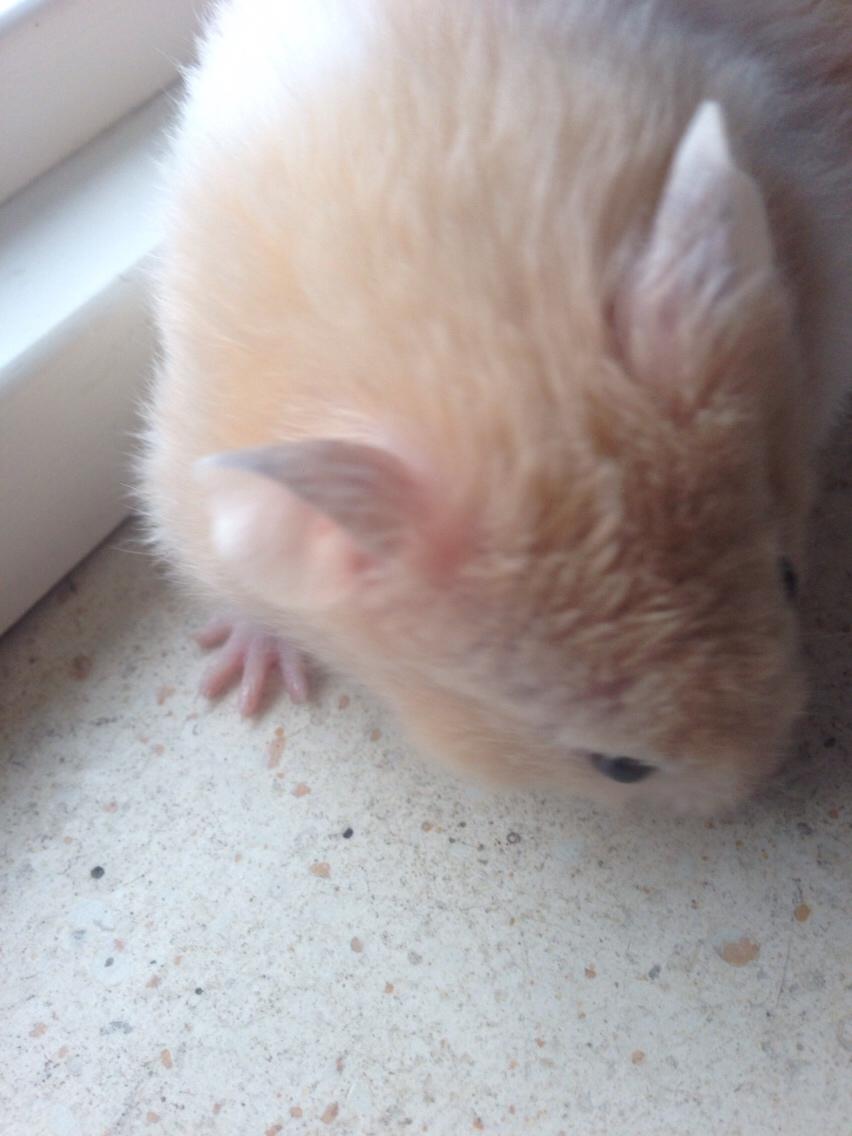 Hamster Tjalfe Hamtaro *RIP* billede 16