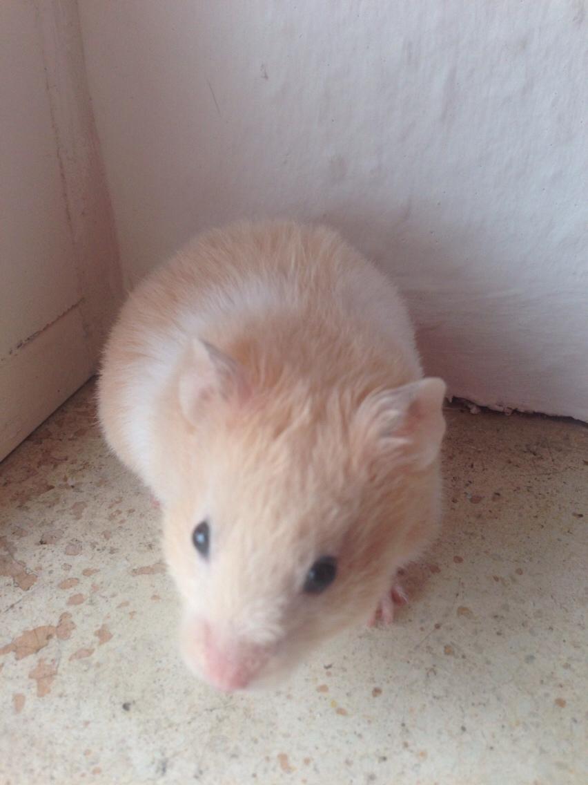 Hamster Tjalfe Hamtaro *RIP* billede 17