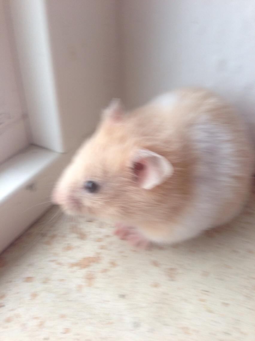 Hamster Tjalfe Hamtaro *RIP* billede 18