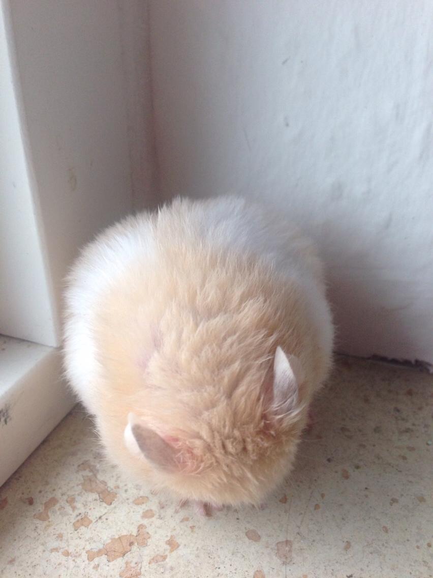 Hamster Tjalfe Hamtaro *RIP* billede 19