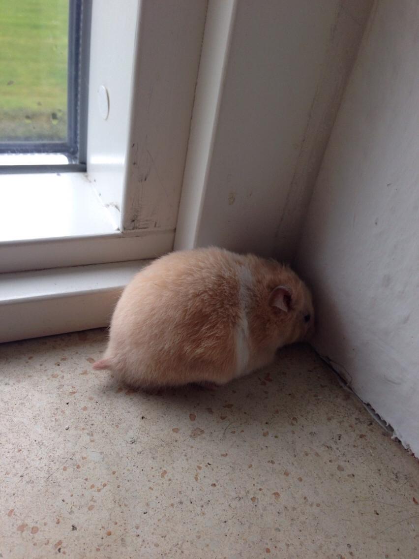 Hamster Tjalfe Hamtaro *RIP* billede 23