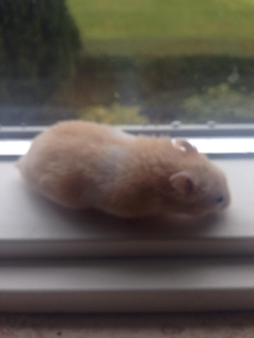 Hamster Tjalfe Hamtaro *RIP* billede 25