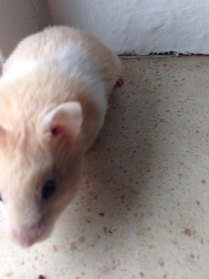 Hamster Tjalfe Hamtaro *RIP* billede 26