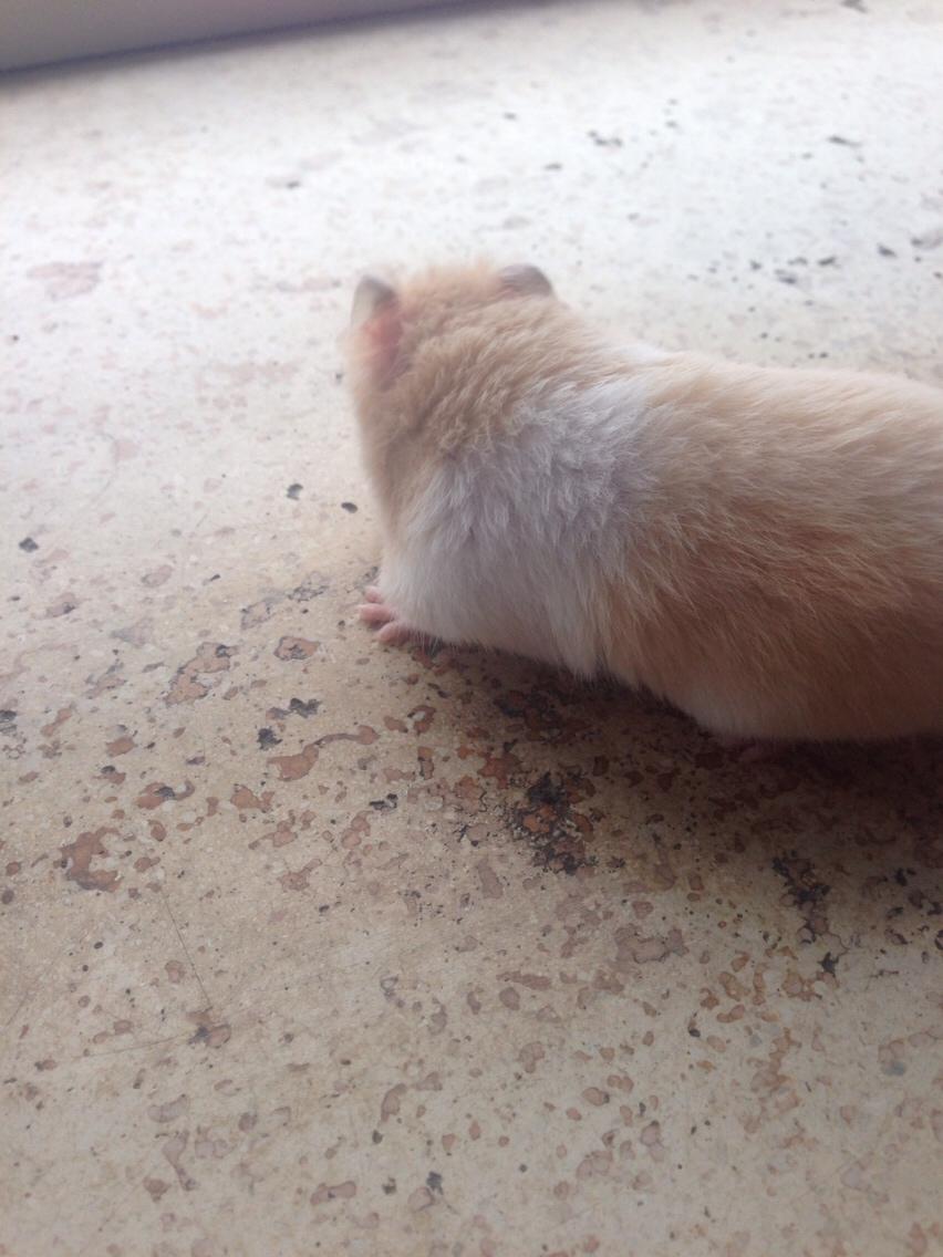 Hamster Tjalfe Hamtaro *RIP* billede 27