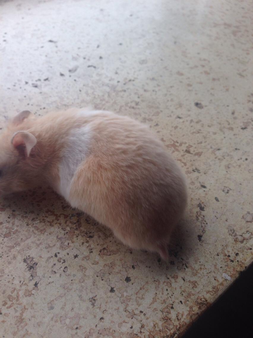 Hamster Tjalfe Hamtaro *RIP* billede 28
