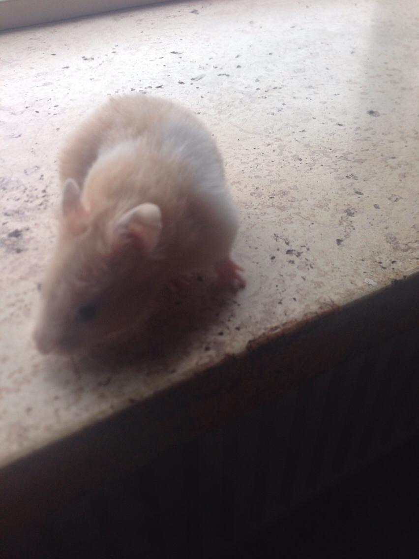 Hamster Tjalfe Hamtaro *RIP* billede 29