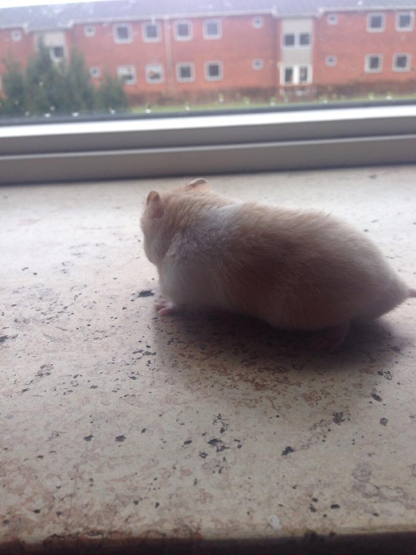 Hamster Tjalfe Hamtaro *RIP* billede 30