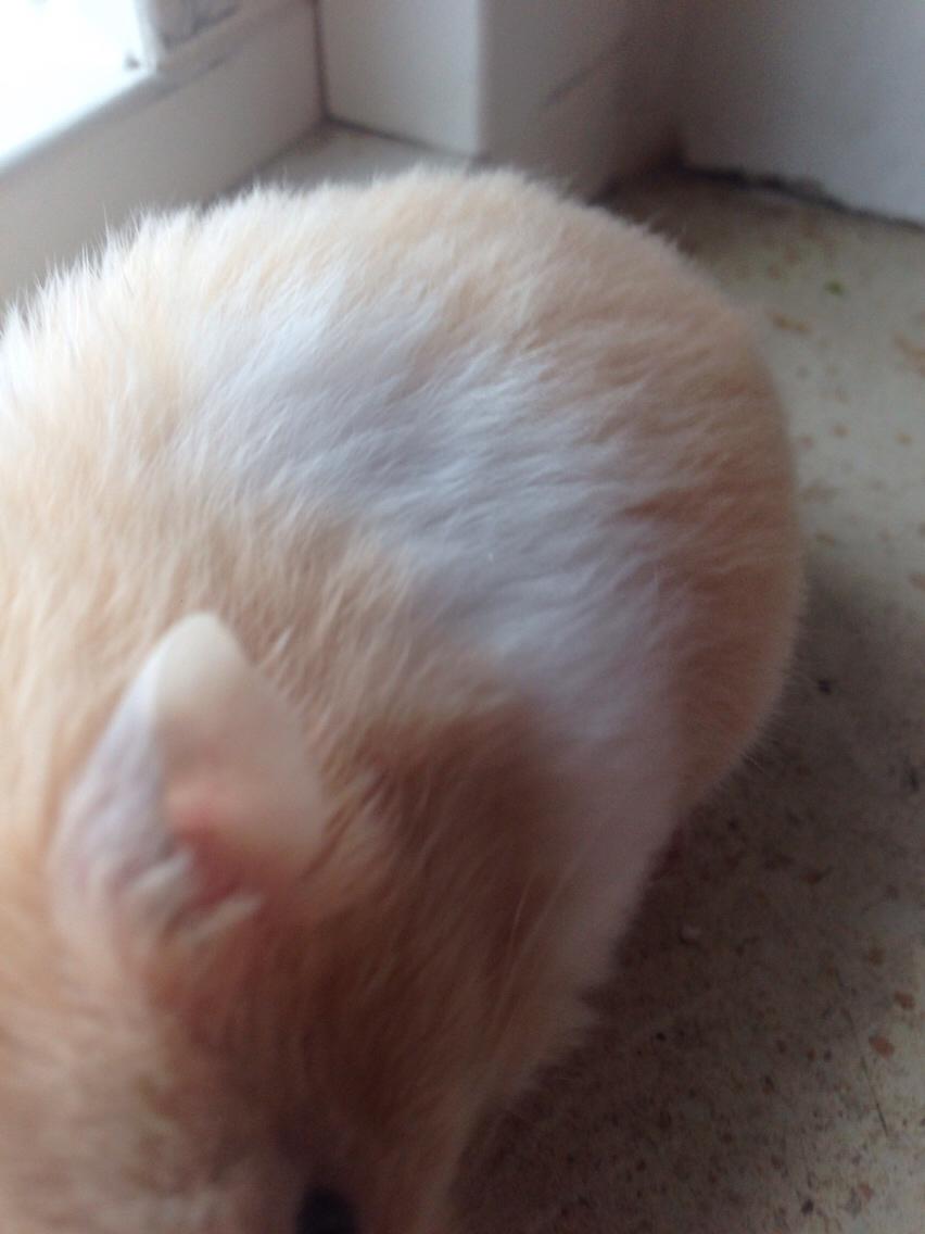 Hamster Tjalfe Hamtaro *RIP* billede 31