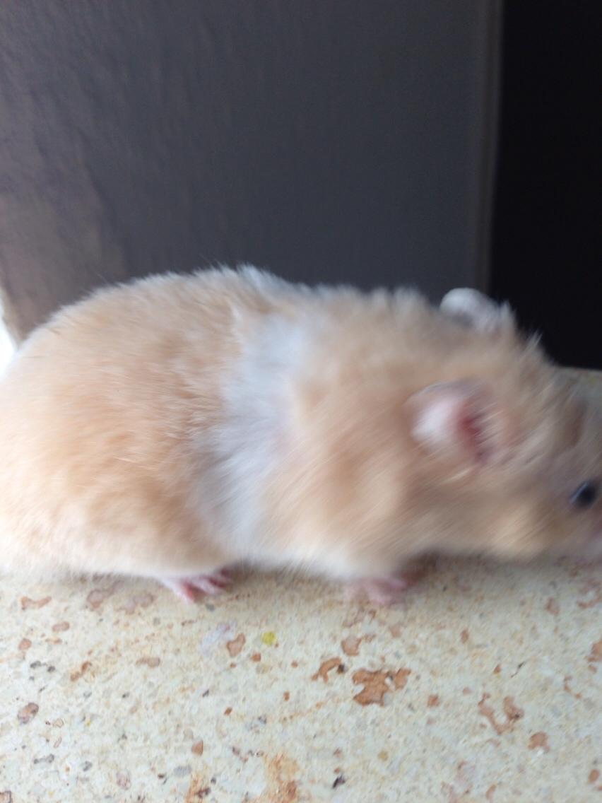 Hamster Tjalfe Hamtaro *RIP* billede 32