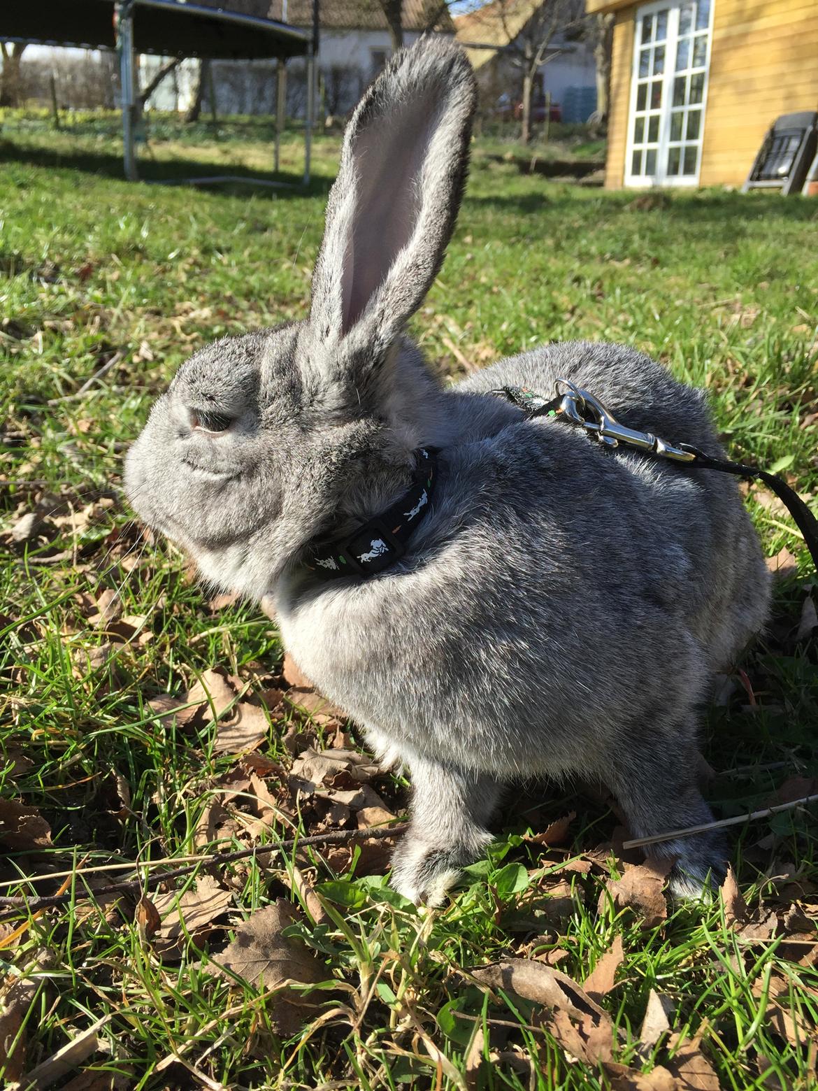 Kanin Lilje (Putte) billede 2