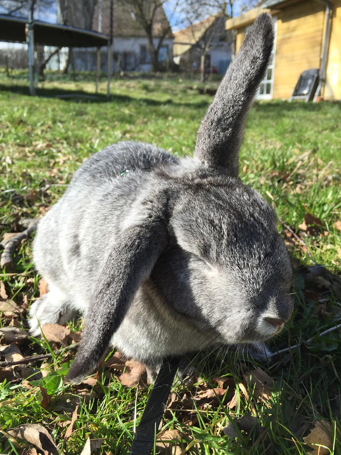 Kanin Lilje (Putte) billede 1