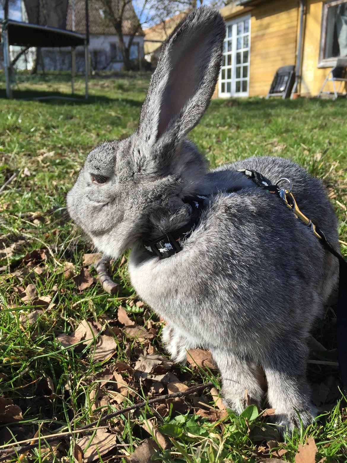 Kanin Lilje (Putte) billede 3