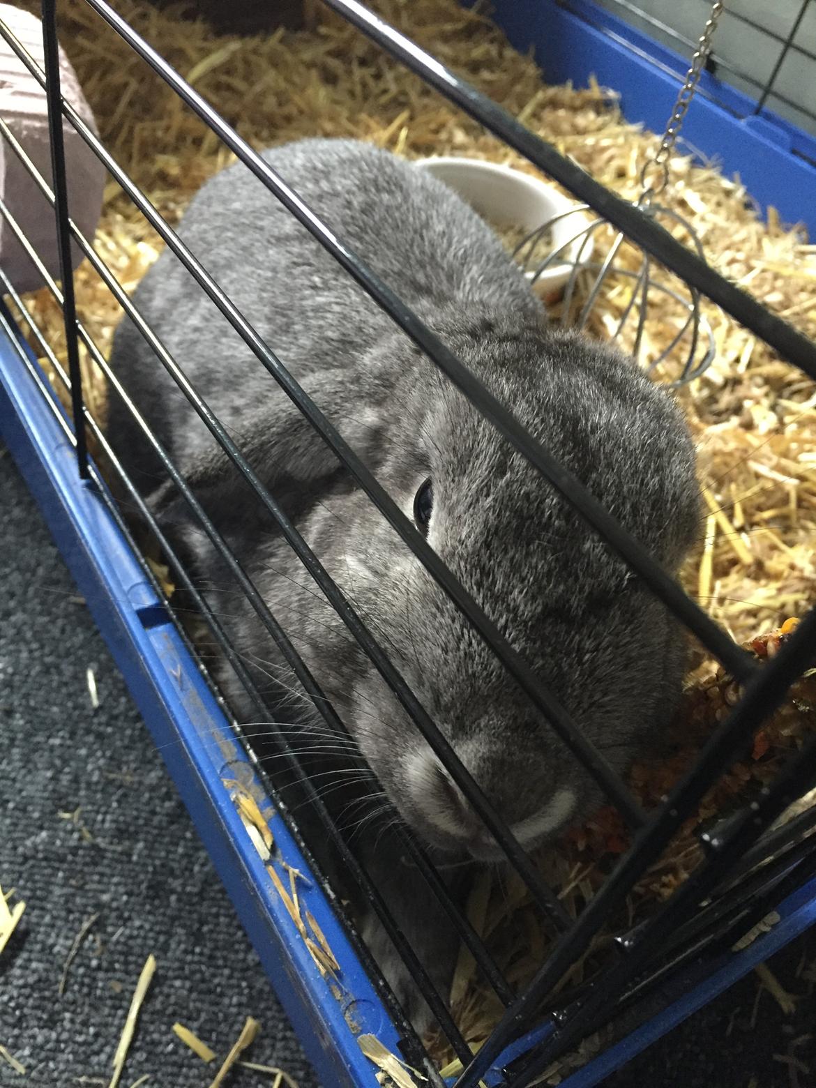 Kanin Lilje (Putte) billede 4