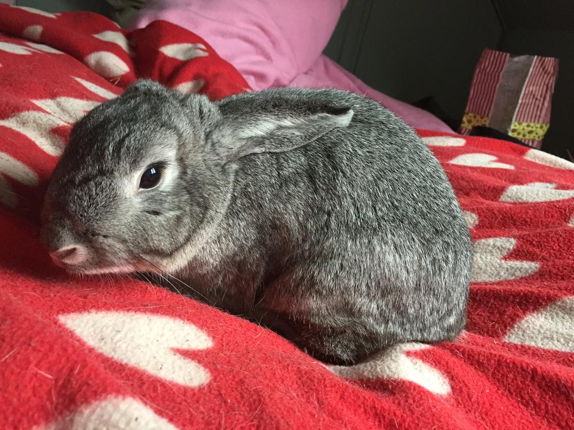 Kanin Lilje (Putte) billede 5