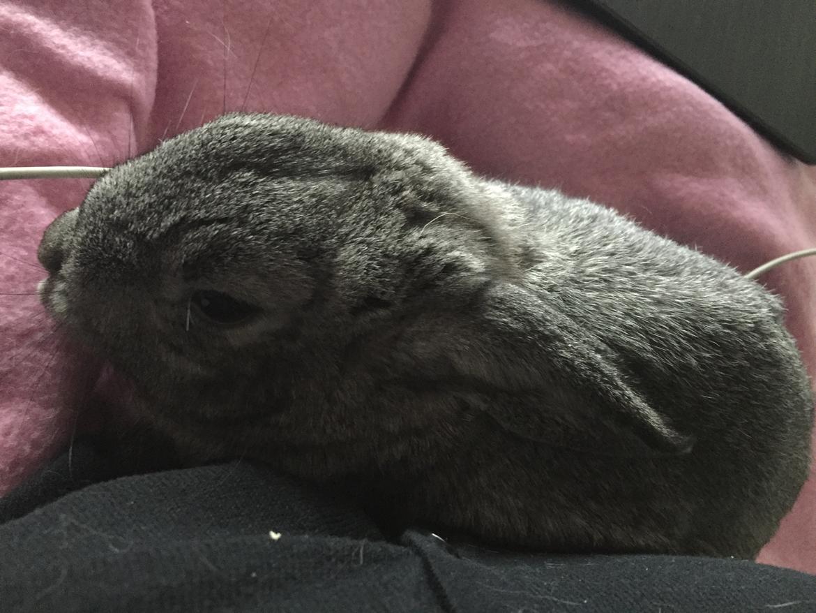 Kanin Lilje (Putte) billede 6