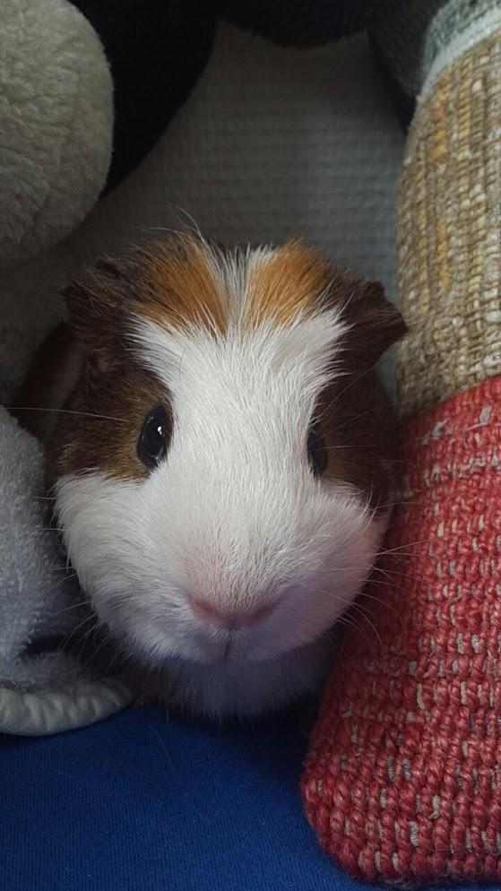 Marsvin Harry Potter billede 1