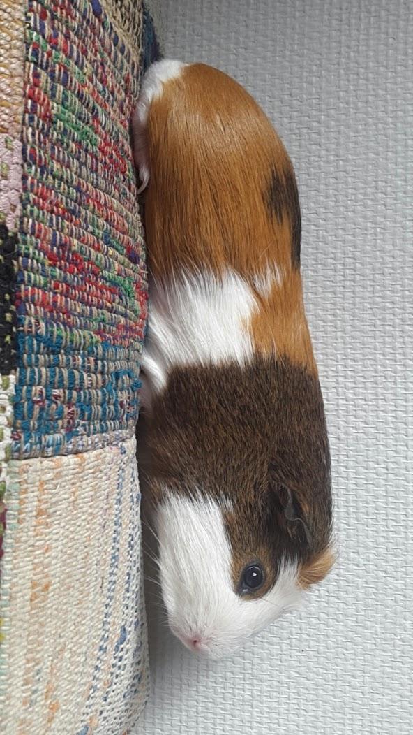 Marsvin Harry Potter billede 4