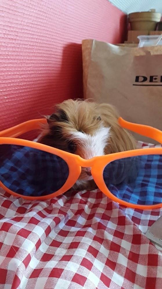 Marsvin Villy  billede 7