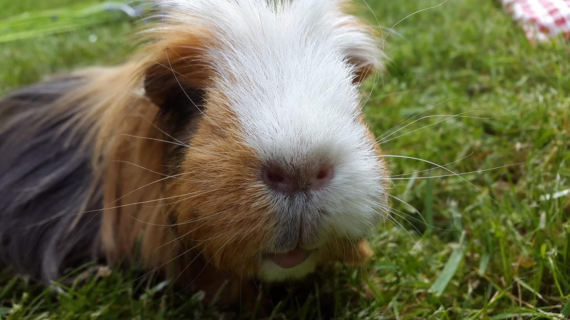 Marsvin Villy  billede 11