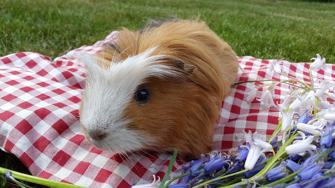 Marsvin Villy  billede 8