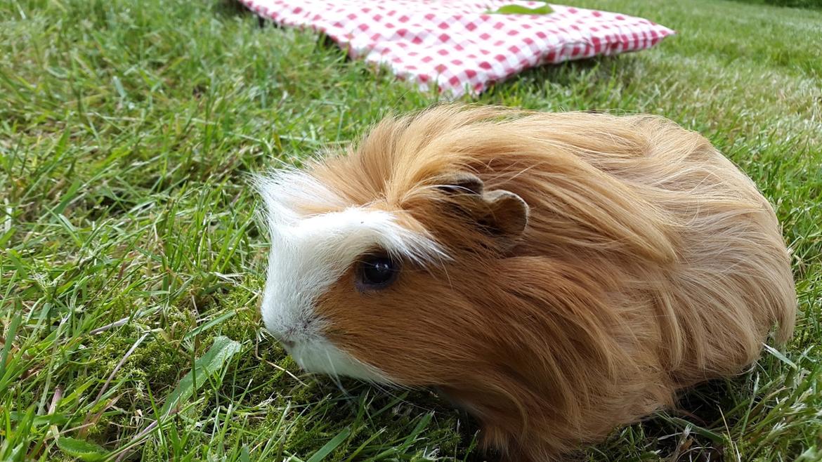 Marsvin Villy  billede 13