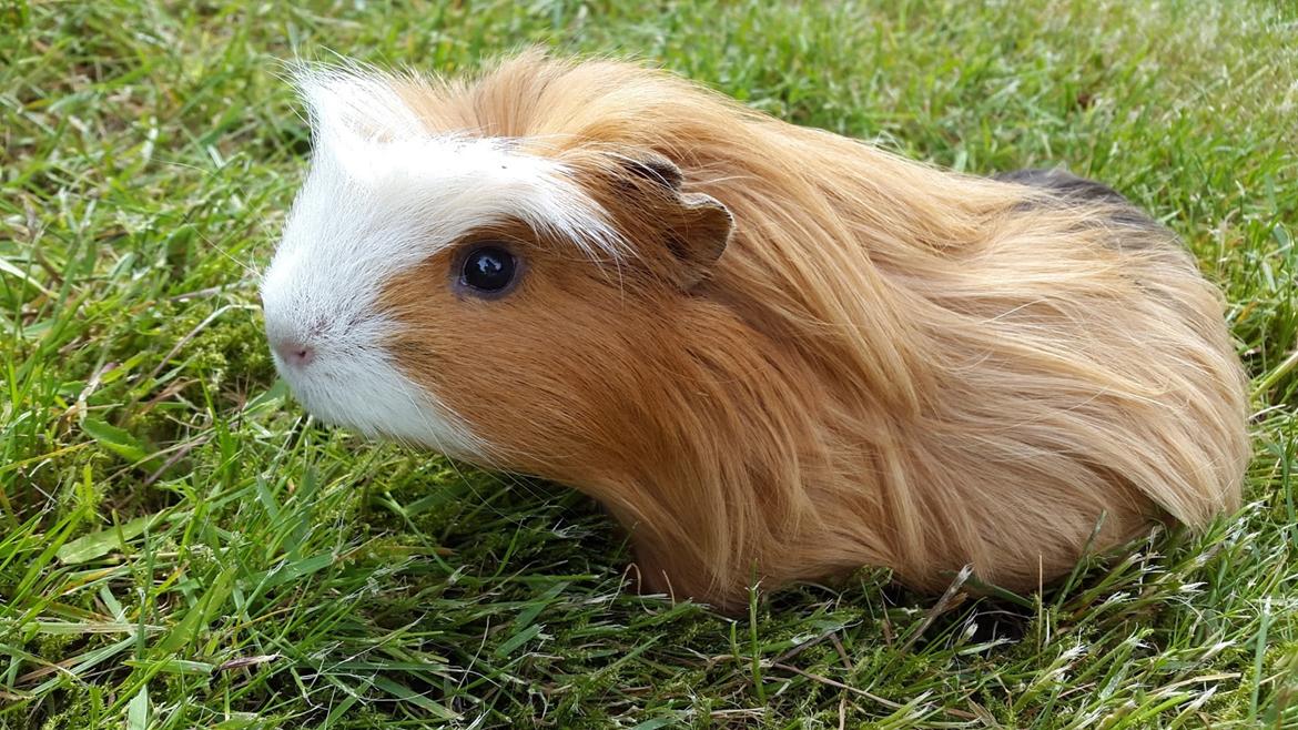 Marsvin Villy  billede 14