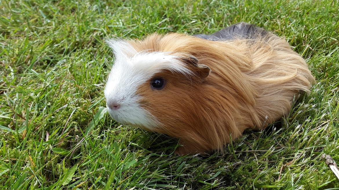 Marsvin Villy  billede 15