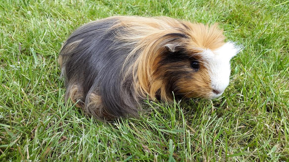 Marsvin Villy  billede 17